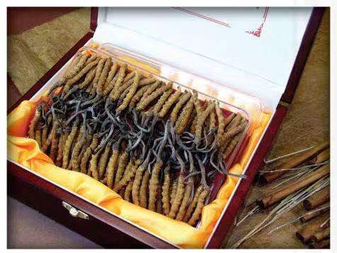 芙蓉冬虫夏草回收